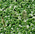 HITECH GRANULES (HG-08)