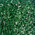 HITECH GRANULES (HG-05)
